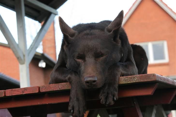 Australsk kelpie kalder ham DUI - Min ejer elsker bare at tage mange billeder af mig. vooooooooov billede 11