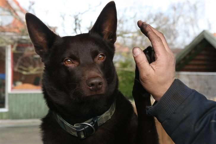 Australsk kelpie kalder ham DUI - Dui laver "Give Me Five" billede 12