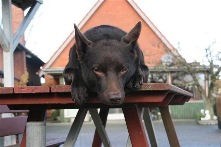 Australsk kelpie kalder ham DUI - Dui kan er god til at ligge stille for fotografen. billede 13