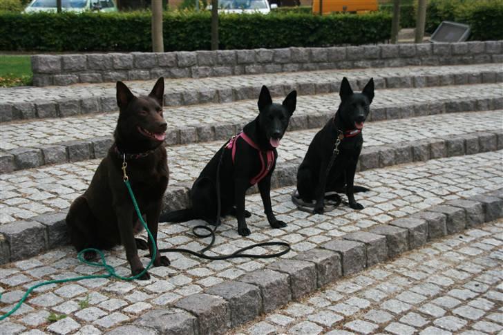 Australsk kelpie kalder ham DUI - Dui sidder sammen med sin datter og halv søster.  billede 14