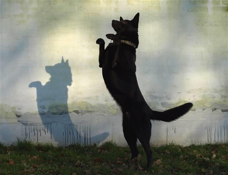 Australsk kelpie kalder ham DUI - Dui med på foto kursus. det er skægt med skygge af ham på væggen. billede 15