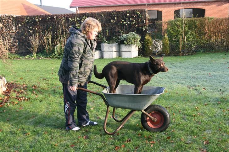 Australsk kelpie kalder ham DUI - Dui kan kører i trille bør. billede 16