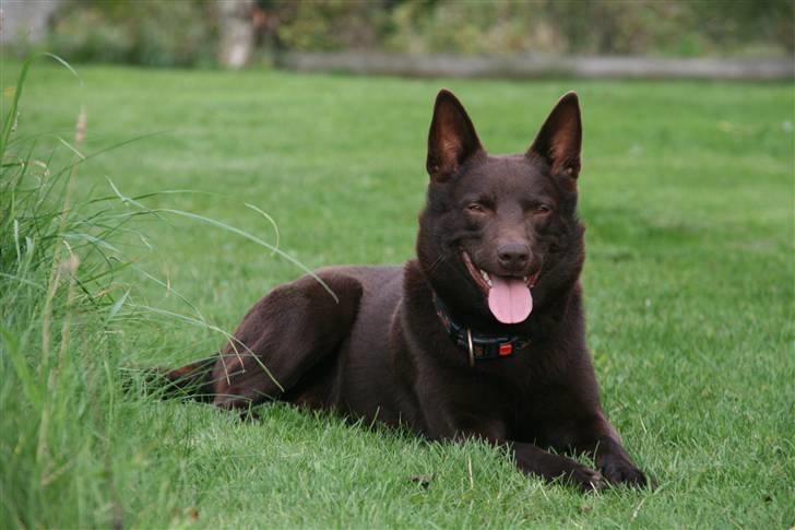 Australsk kelpie kalder ham DUI - Hvor han bare super lækker billede 17