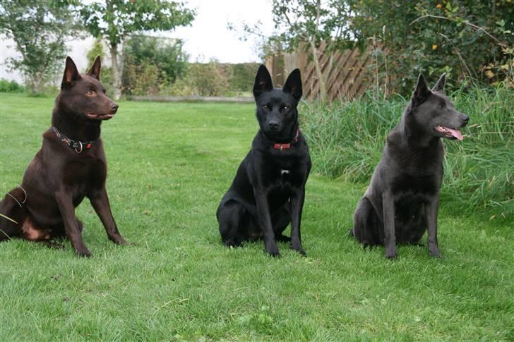 Australsk kelpie kalder ham DUI - Dui sammen med xela som han bor sammen med :-) og Xela`s datter billede 18