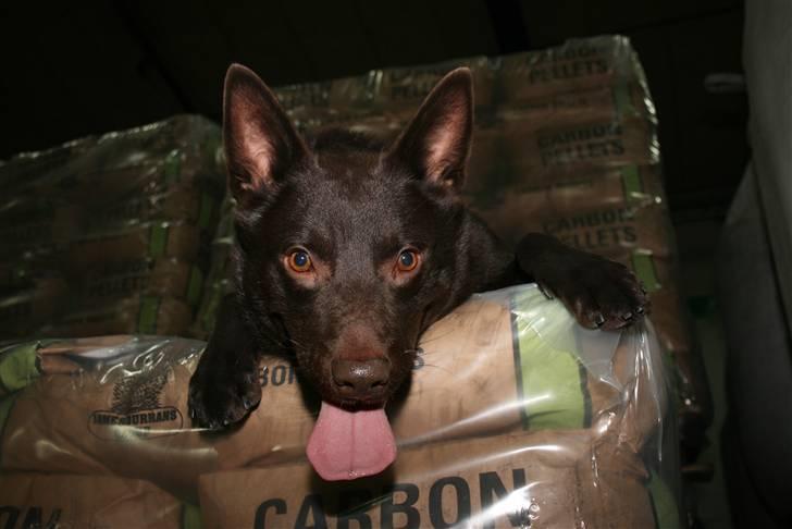 Australsk kelpie kalder ham DUI - Dui træner til redningshund og er på jernfabrik i Ringkøbning. billede 19