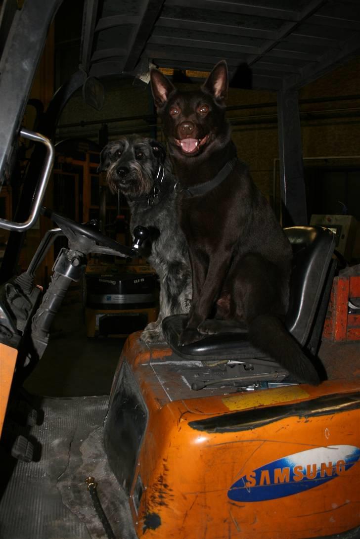 Australsk kelpie kalder ham DUI - Dui sidder sammen med sin gamle ven oskar som er gået til hunde himlen. billede 20