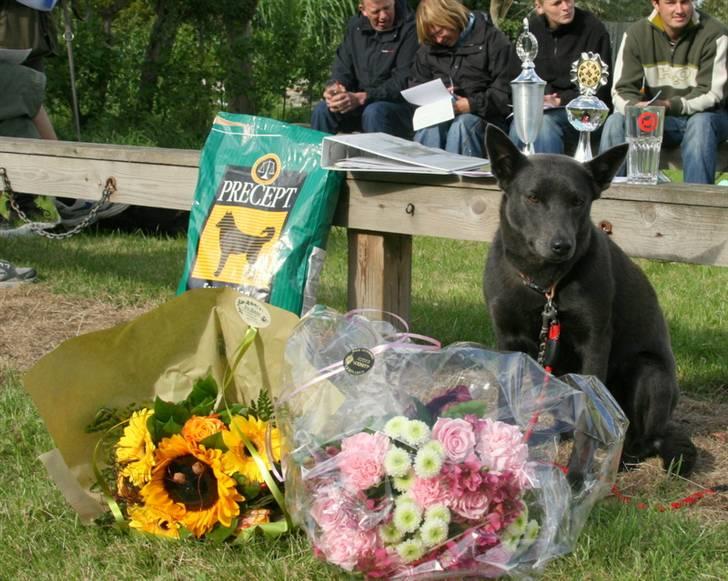 Australsk kelpie Xela - vandt kl.2 i Dkk kreds 9. 2007 billede 6