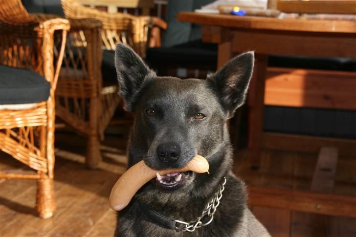 Australsk kelpie Xela - Kan hente en pølse og leverer den uden en skramme. billede 7