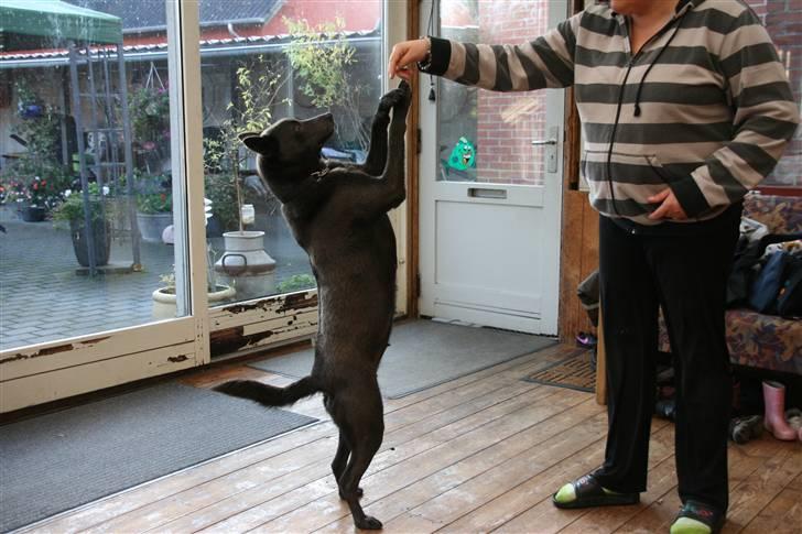 Australsk kelpie Xela - Xela kan stå på 2 ben.  billede 8