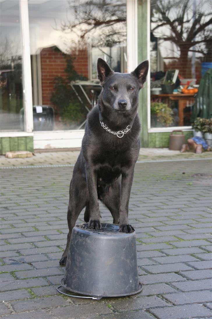 Australsk kelpie Xela - xela laver elefanten.  billede 9