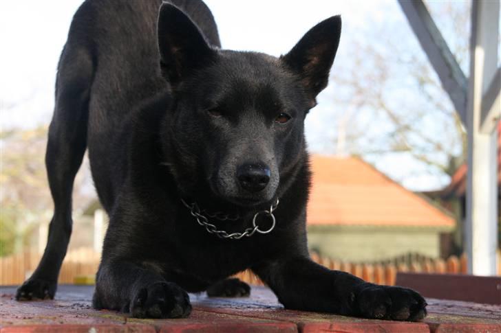 Australsk kelpie Xela - Nejer for fotografen billede 10