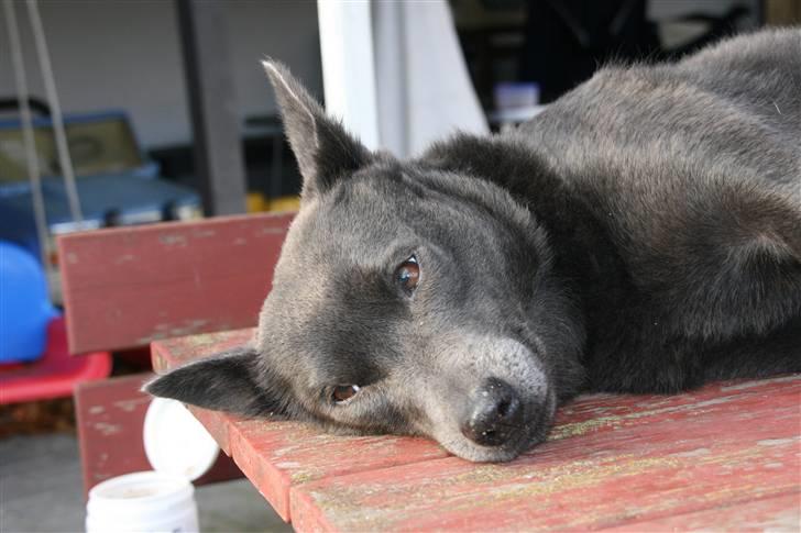 Australsk kelpie Xela - ligger død for fotografen. billede 11