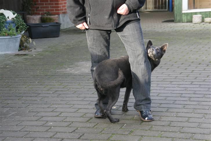 Australsk kelpie Xela - gå zig-zag for fotografen. billede 12