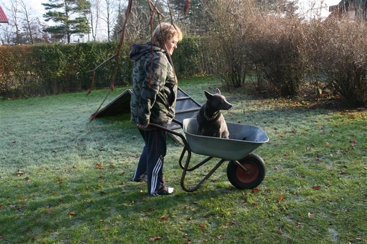 Australsk kelpie Xela - Kan køre i trillbør. billede 13