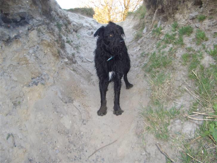 Blanding af racer Buller billede 17