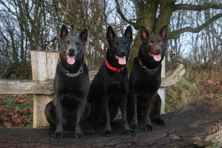 Australsk kelpie Xela - xela sidder sammen med DUi som hun bor sammen med og deres datter. billede 14