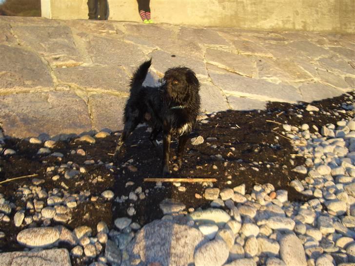 Blanding af racer Buller billede 18