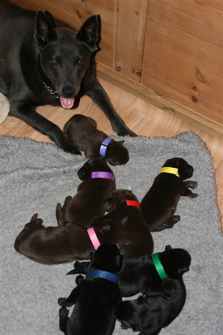 Australsk kelpie Xela - Det nyeste Billed med Xela med sine hvalpe fra d. 19 April.2009 billede 15