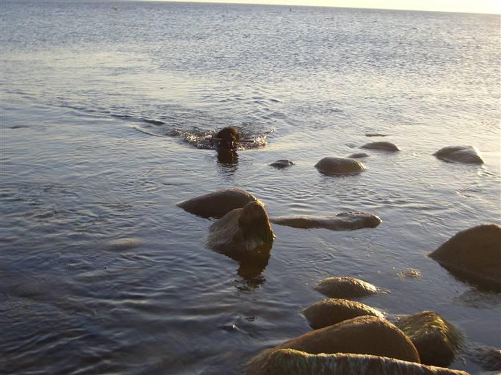 Blanding af racer Buller billede 19