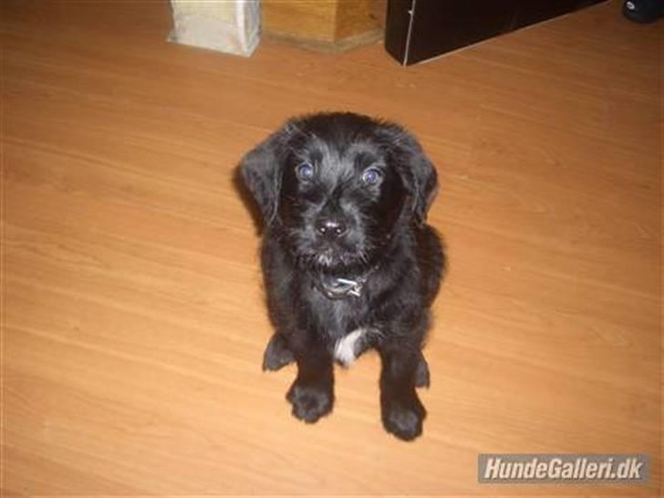 Blanding af racer Buller billede 20