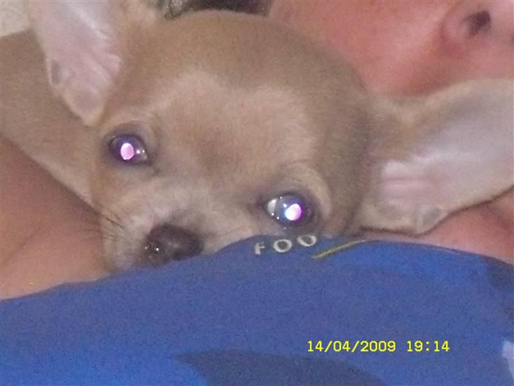 Chihuahua Diva billede 8