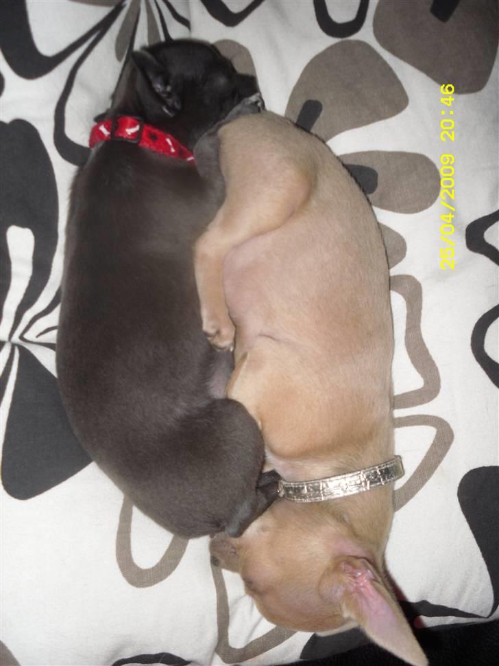 Chihuahua Diva - (Jing og jang = nat og dag) hehe billede 9