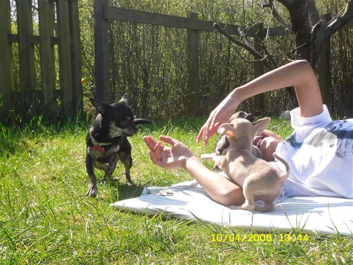 Chihuahua Diva billede 10