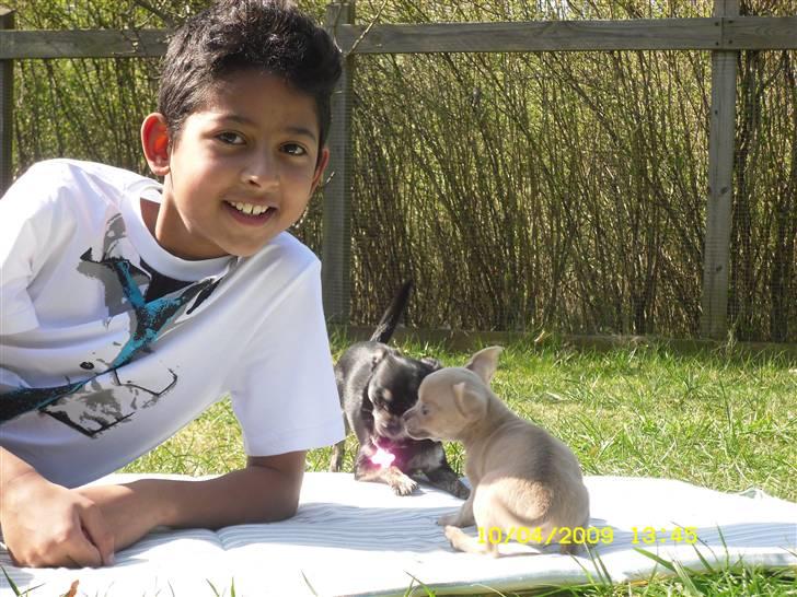 Chihuahua Diva billede 11