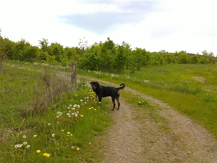 Rottweiler Rico<3 - Dejlig tur i skovemed Jakob:) billede 7