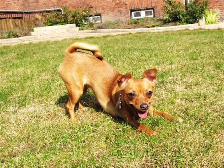 Blanding af racer Chihuahua/Dværgpinscher *~ Paya ~* R.I.P - Spillopmageren Paya - Altid frisk på en omgang leg!! : ) billede 2
