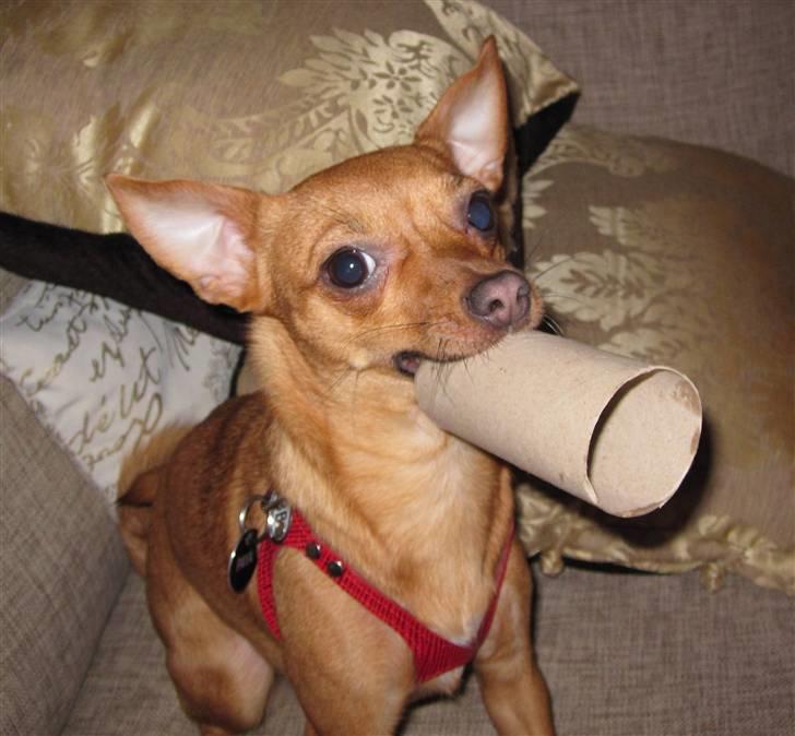 Blanding af racer Chihuahua/Dværgpinscher *~ Paya ~* R.I.P - Jeg ELSKER at lege med WC-ruller! Elsker mest af alt at splitte dem ad i 100 stykker, og se min moar samle det hele op! ;o) Hehe! billede 10