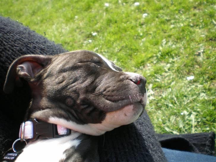 Amerikansk staffordshire terrier Lilo - uhh bare så lækkert at sove i solen.  billede 7