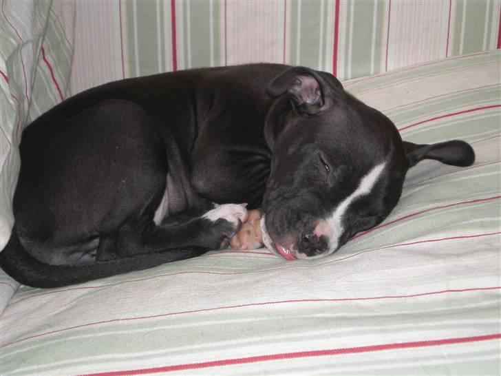 Amerikansk staffordshire terrier Lilo - ja så begavet ser jeg så ud når jeg sover, kan ikke gøre for at min tunge ikke vil blive på plads billede 8