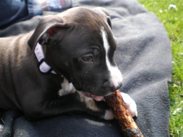 Amerikansk staffordshire terrier Lilo - ihh den er altså stadig guf den pind..  billede 9