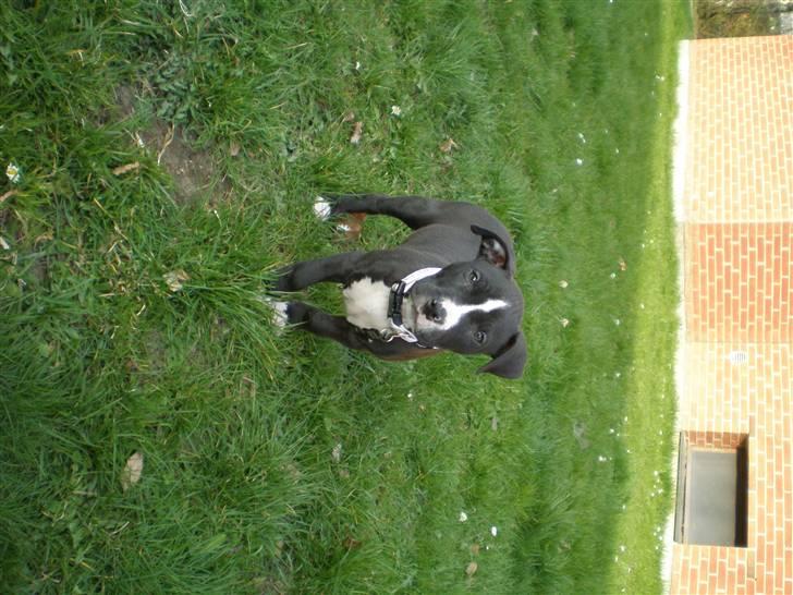 Amerikansk staffordshire terrier Lilo - ready or not here i come billede 10