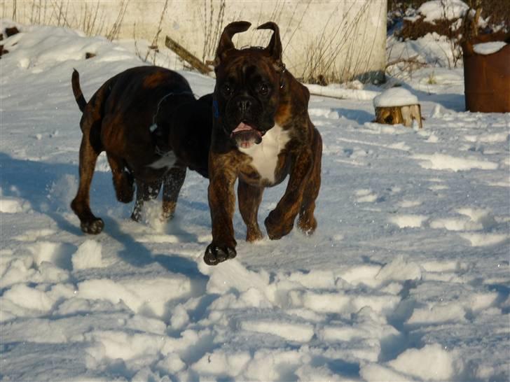 Boxer Bailey - Fuld fart frem.... billede 2