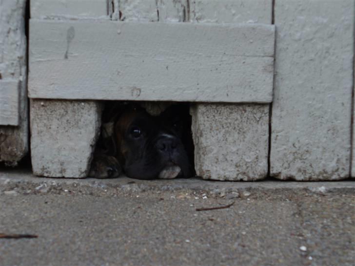 Boxer Bailey - Øh hallo, er der nogen som gider lukke mig ud? billede 3