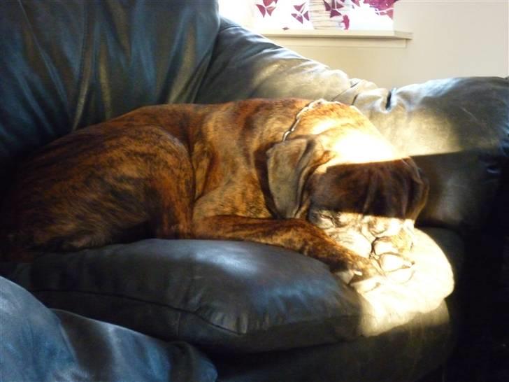 Boxer Bailey - Min solstråle har fundet sin egen solstråle... billede 5