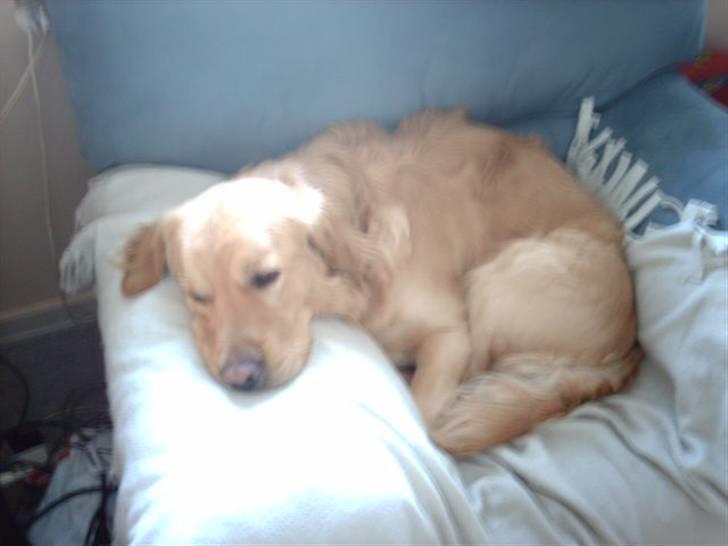 Labrador retriever chicko  billede 11