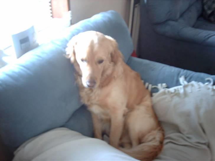 Labrador retriever chicko  billede 12