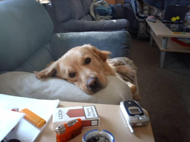 Labrador retriever chicko  billede 13