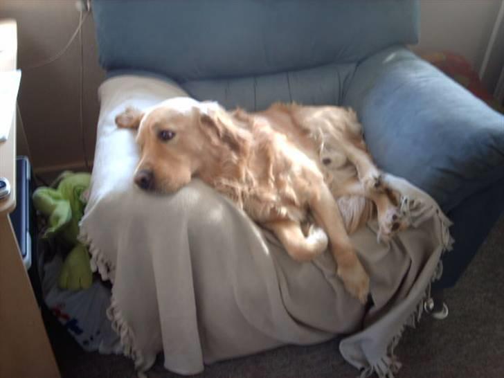 Labrador retriever chicko  - afslapning i kongestolen billede 14