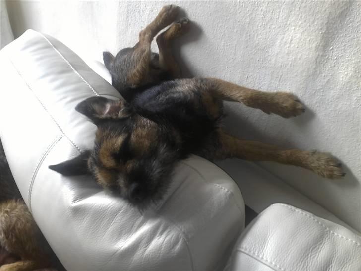 Border terrier Dalshøj´s Blue Diamond (Basse) - Han ligger bare ALTID sådan der =D billede 8