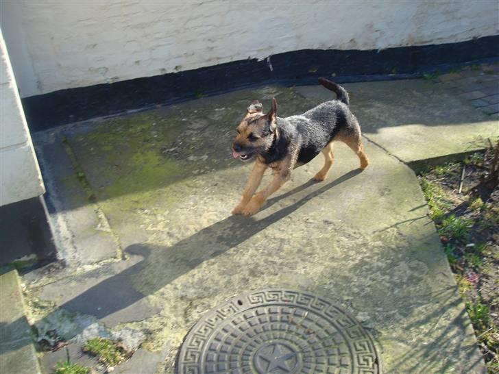 Border terrier Dalshøj´s Blue Diamond (Basse) - Basse i fuld fart ! billede 10