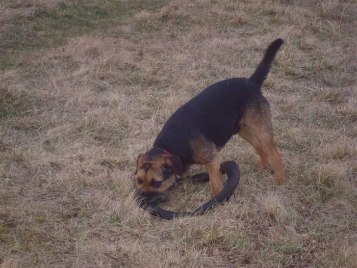 Border terrier Dalshøj´s Blue Diamond (Basse) - Han er ude på fælled og lege ;D billede 2