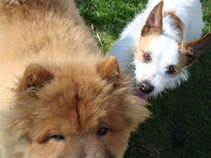 Chow chow Ballou - RIP <3 - Ihh hvor er det sjovt a lege med min bedste ven Milo :) billede 11