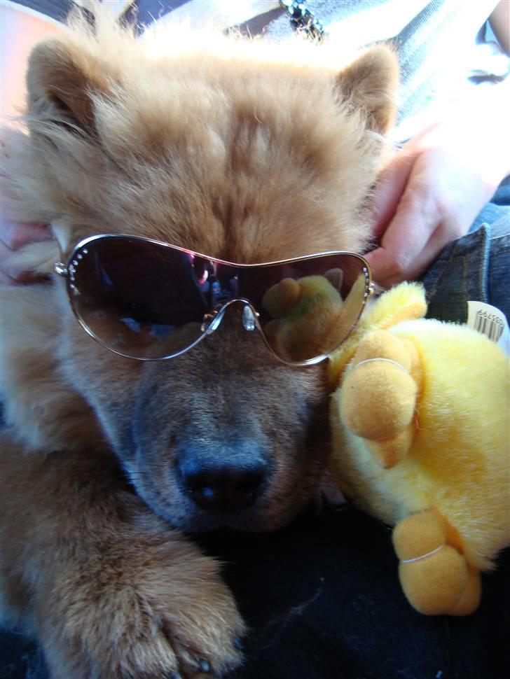 Chow chow Ballou - RIP <3 - Så er sommeren kommet til nordjylland billede 12