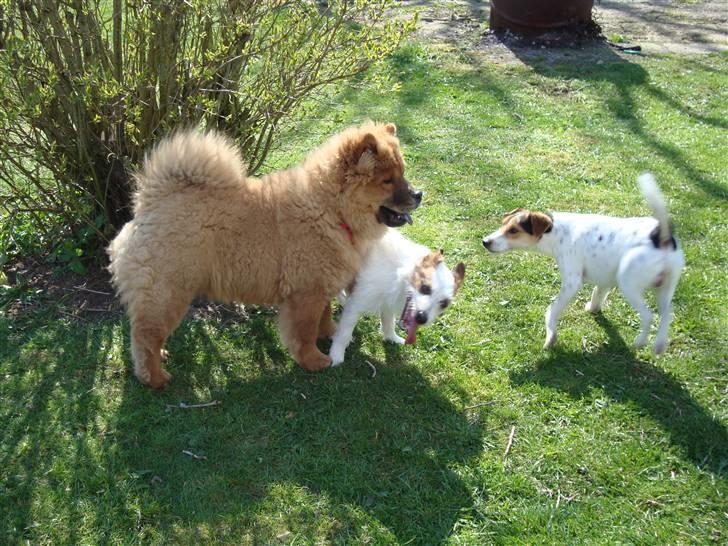 Chow chow Ballou - RIP <3 - De tre små grise... billede 13
