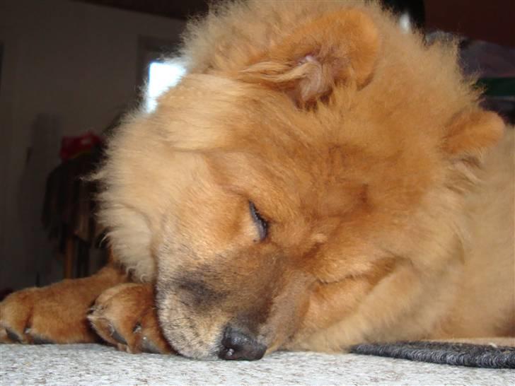 Chow chow Ballou - RIP <3 - Gutti Gutti billede 14