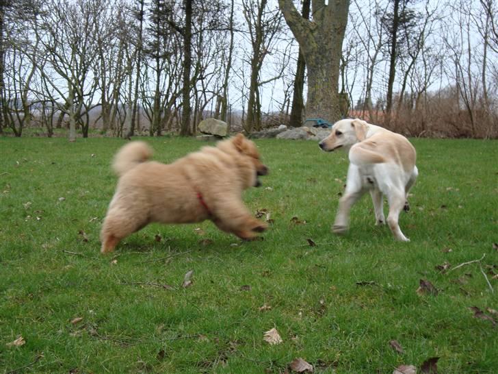 Chow chow Ballou - RIP <3 - Her leger jeg med kusine Nicki billede 15